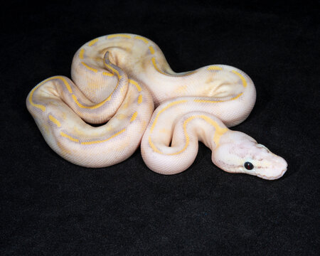 Pastel Ivory Ball Python
