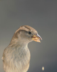 close up of a sparrow