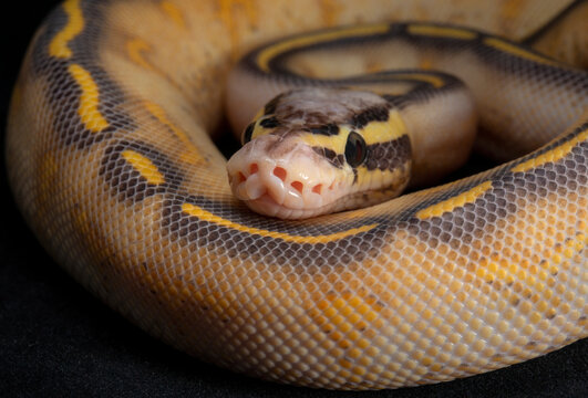 Pastel Highway Ball Python