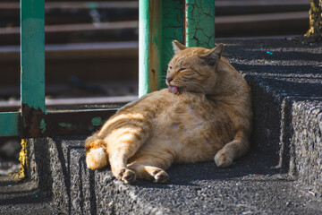 毛繕いをするトラネコ