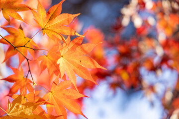 月の石もみじ公園の紅葉