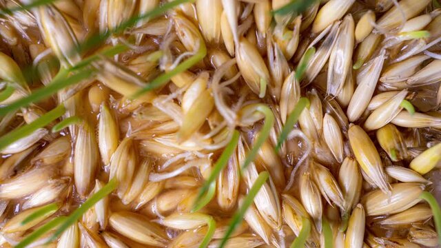 Sprouting oat grains, healthy eating concept, starting life, time lapse, macro video