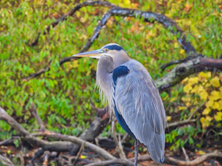 Great blue heron: With long neck tucked into its body, great blue heron bird perched on a branch overlooking a lake with fall-colored leaves in background on an autumn day