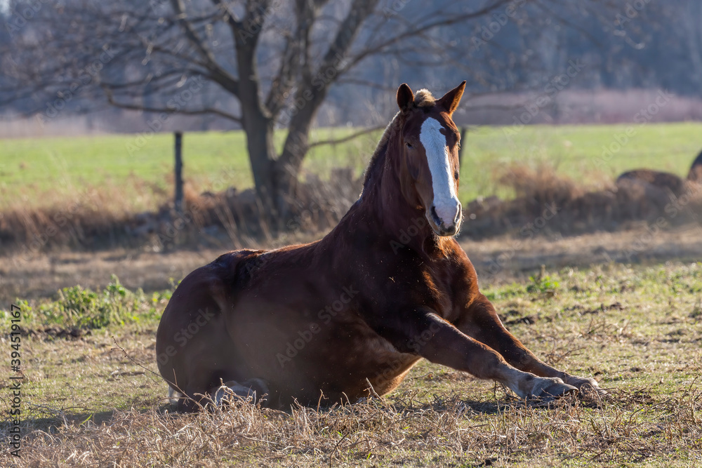 Canvas Prints The horse on pasture, natural scene from Wisconsin.