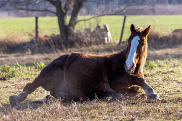 The horse on pasture, natural scene from Wisconsin.