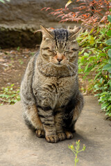 Brown tabby cat that falls asleep while sitting.