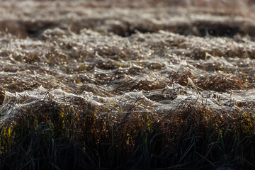 The grass covered with cobwebs