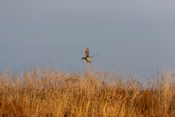 The mallards in flight, natural scene from lake Michigan.