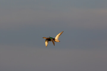 The mallards in flight, natural scene from lake Michigan.
