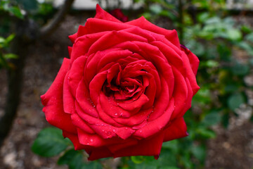 red rose with drops