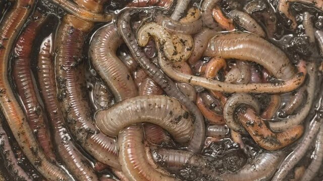 Many earthworms crawling together closeup footage