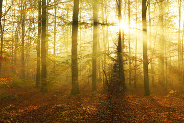 Fototapeta premium Beautiful autumn morning in the forest