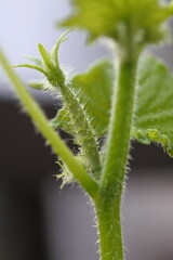 Young cucumber fruit is growing between stems.