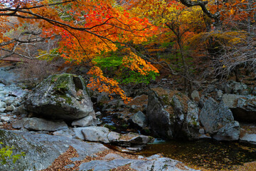 단풍 계곡 구천동