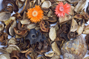 Herbarium of dried leaves, flowers and fruits for the whole frame