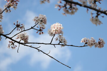 cherry blossom against sky