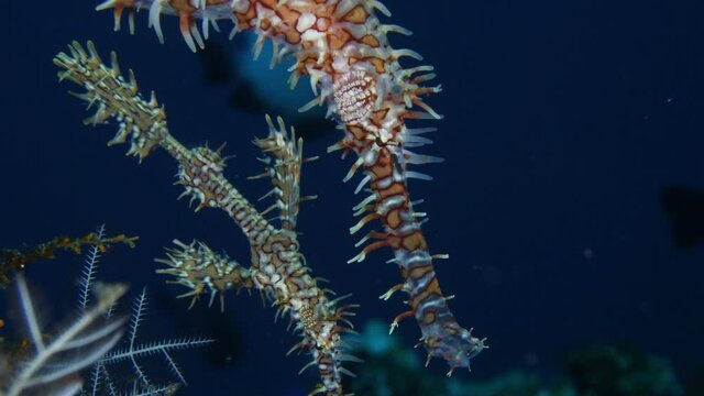 Harlequin-Ornate Ghostpipefish -Solenostomus paradoxus. Macro underwater world of Tulamben, Bali, Indonesia. 4k video.	