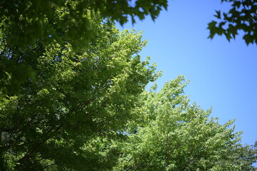 Fototapeta premium 日本の公園の木と空