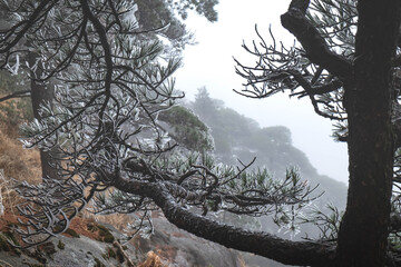 The macro photography of frost and ice plenty of the leaves during a winter freeze on the pine tree at the Huangshan mountain.