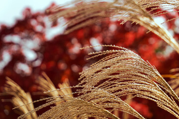 すすきと紅葉 日本の秋