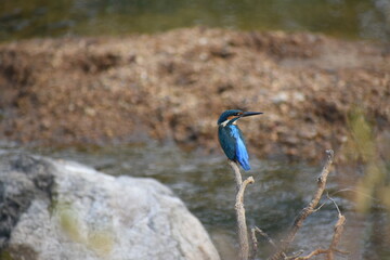 Common Kingfisher