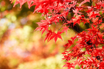 黄色く色づいたモミジを背景に真っ赤に色づいたモミジの葉