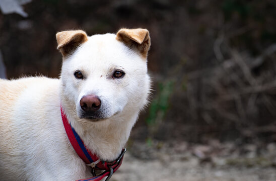 Portrait of a Korean Jindo Dog from Bukhansan National Park in Goyang, Korea. 