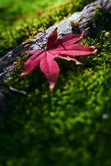 苔の絨毯と紅葉 日本の秋