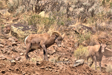 Fototapeta premium San Juan Mountains in southern Colorado