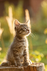 Kitten outdoors. Cat in nature. Cute pet in rays of sunset.