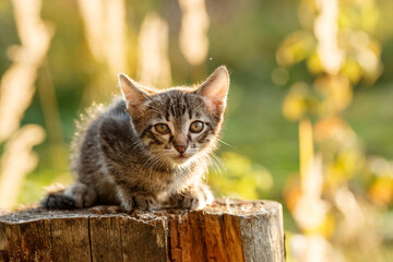 Kitten outdoors. Cat in nature. Cute pet in rays of sunset.