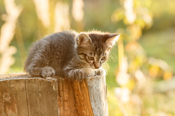 Naklejka na ściany i meble Kitten outdoors. Cat in nature. Cute pet in rays of sunset.