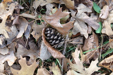 pinecones on the forest floor
