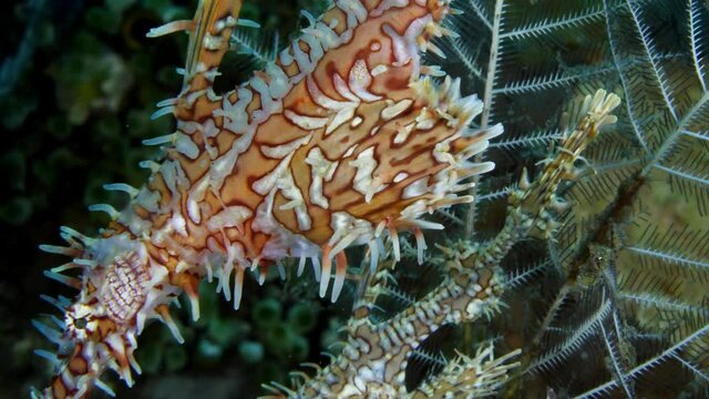 Harlequin-Ornate Ghostpipefish -Solenostomus paradoxus. Macro underwater world of Tulamben, Bali, Indonesia. 4k video.	