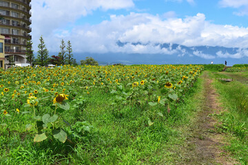 琵琶湖畔のひまわり畑