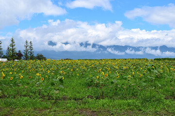 Fototapeta na wymiar 琵琶湖畔のひまわり畑