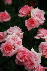 pink roses in a garden