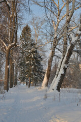 White trees covered with frost and snow on a frosty evening. Beautiful winter frosty landscape in the park.