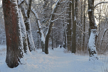 White trees covered with frost and snow on a frosty evening. Beautiful winter frosty landscape in the park.