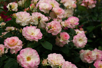 pink and white roses