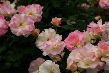 Obraz na płótnie Canvas pink and white roses