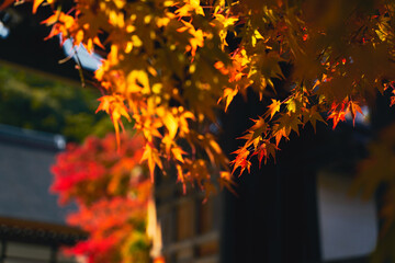 色付く紅葉 日本の秋