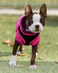 14-Week-Old White and Brown Boston Terrier Female Puppy