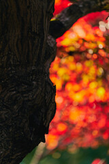 色付く紅葉 日本の秋