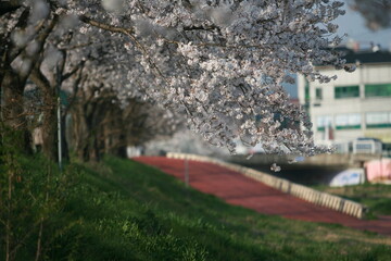 벚꽃 - Cherry blossom