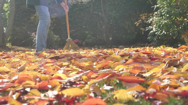 Slow Motion of Woman Raking Up Red and Yellow Autumn Leaves In Yard