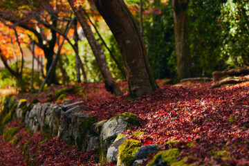 晩秋の落葉 日本の秋