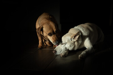 Two dog friends sleeping and giving kisses