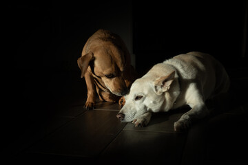 two dog friends caring for sick dog