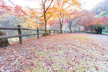 秩父ミューズパークのもみじの紅葉